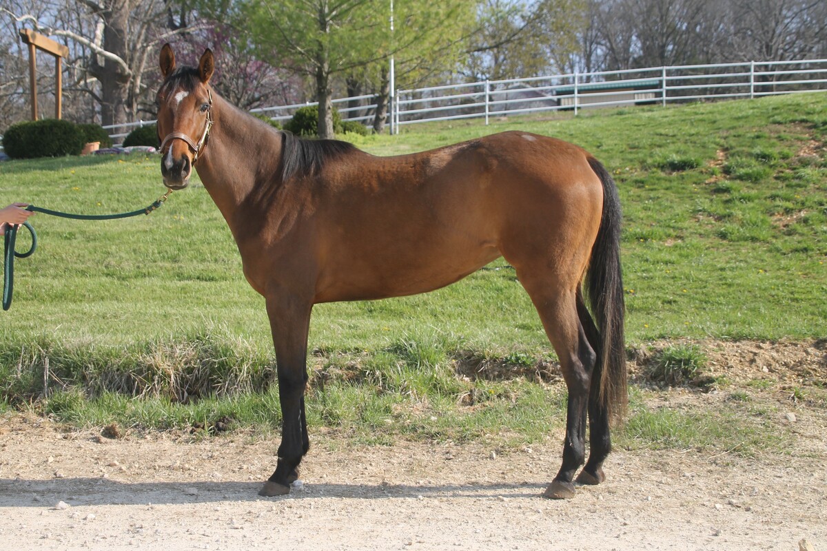Phoenix, 9yo Thoroughbred mare, 16.0hh