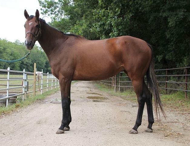 Phoenix, 9yo Thoroughbred mare, 16.0hh