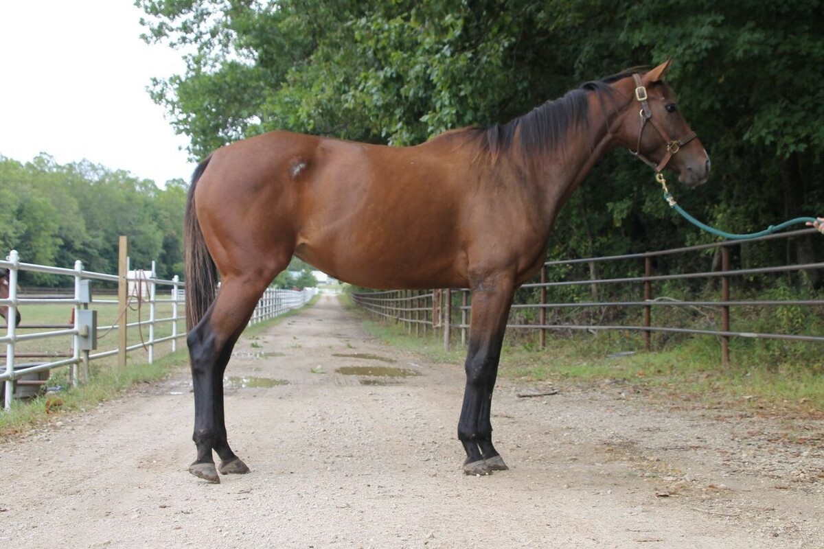 Phoenix, 9yo Thoroughbred mare, 16.0hh
