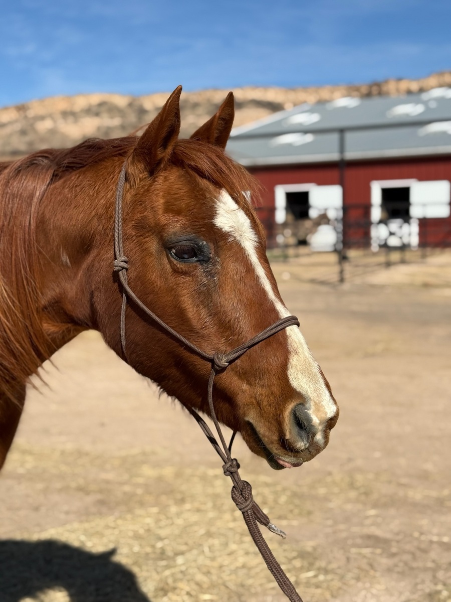 Dottie, 14yo mare, 14.3hh