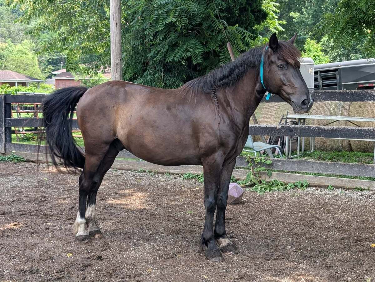 Poncho - Companion, 8yo Mustang gelding, 14.1hh