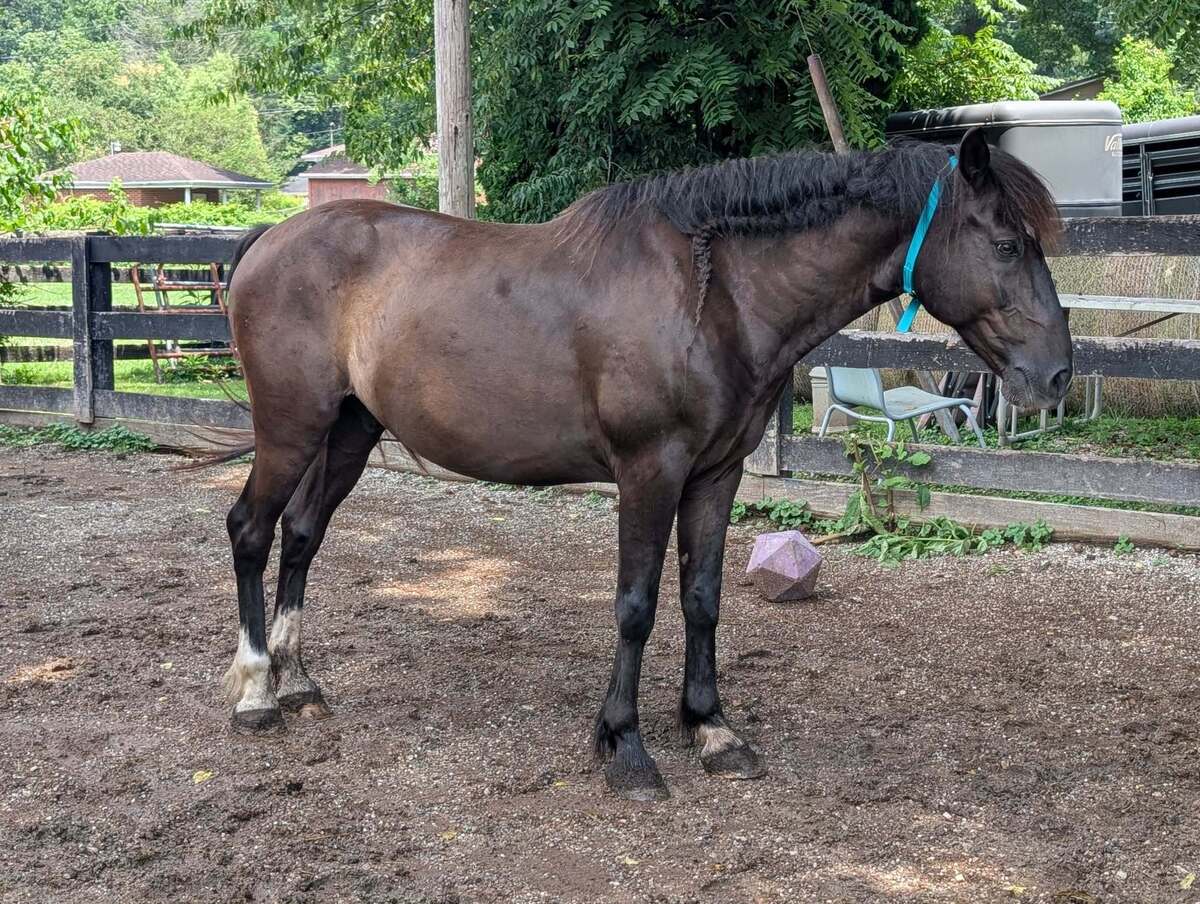 Poncho - Companion, 8yo Mustang gelding, 14.1hh
