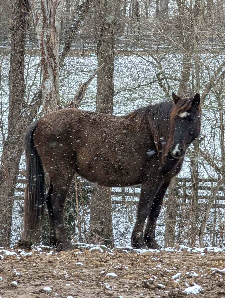 Poncho - Companion, 8yo Mustang gelding, 14.1hh