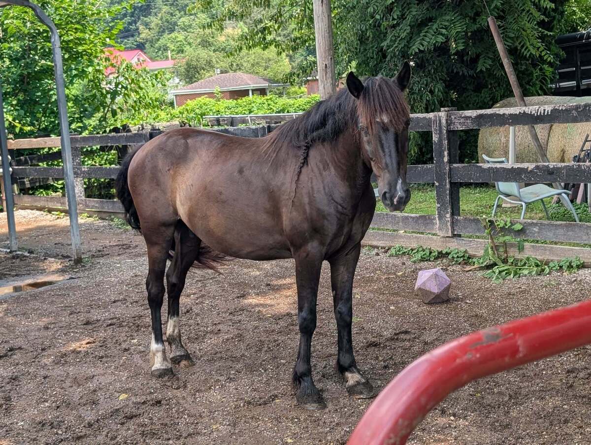Poncho - Companion, 8yo Mustang gelding, 14.1hh
