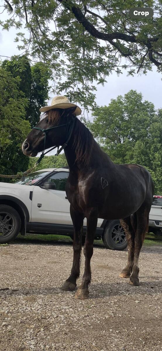 Poncho - Companion, 8yo Mustang gelding, 14.1hh