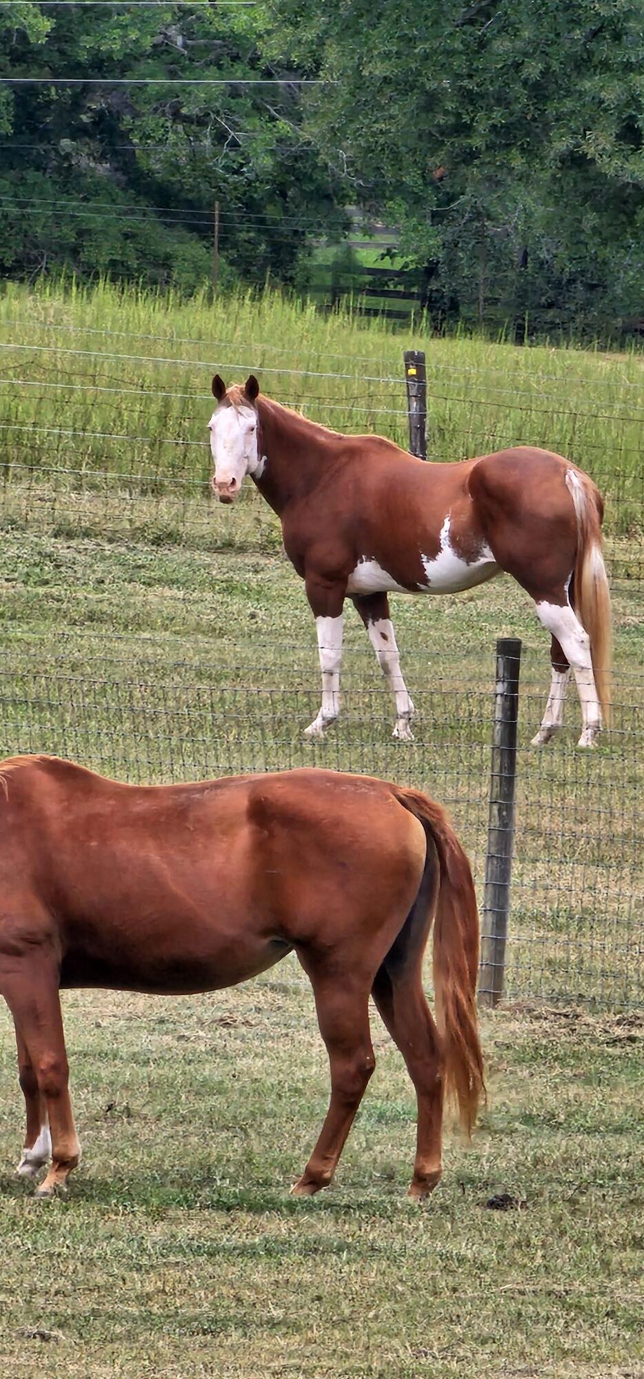 Amber, Paint mare, 15.1hh
