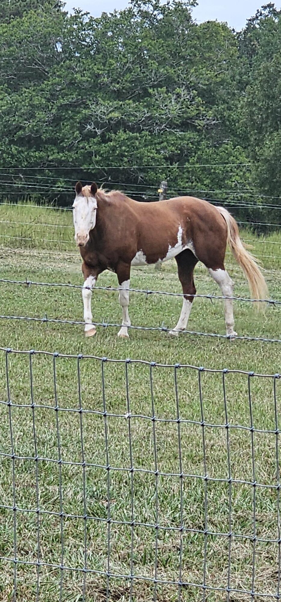 Amber, Paint mare, 15.1hh