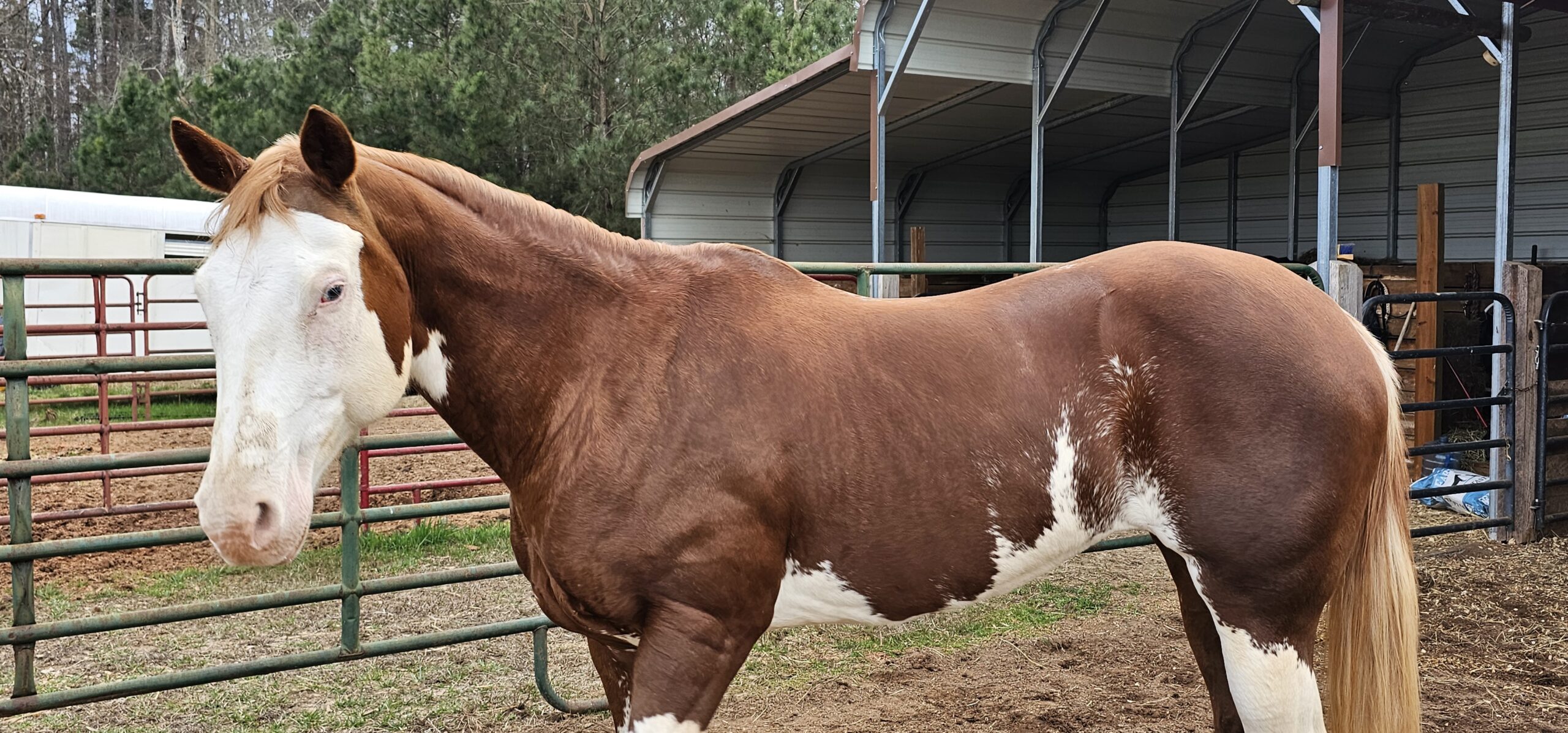 Amber, Paint mare, 15.1hh