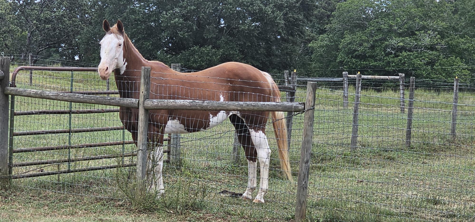 Amber, Paint mare, 15.1hh