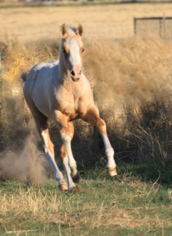 BARLINK VOODOO DR, AQHA Quarter Horse APHA Paint Overo colt foal
