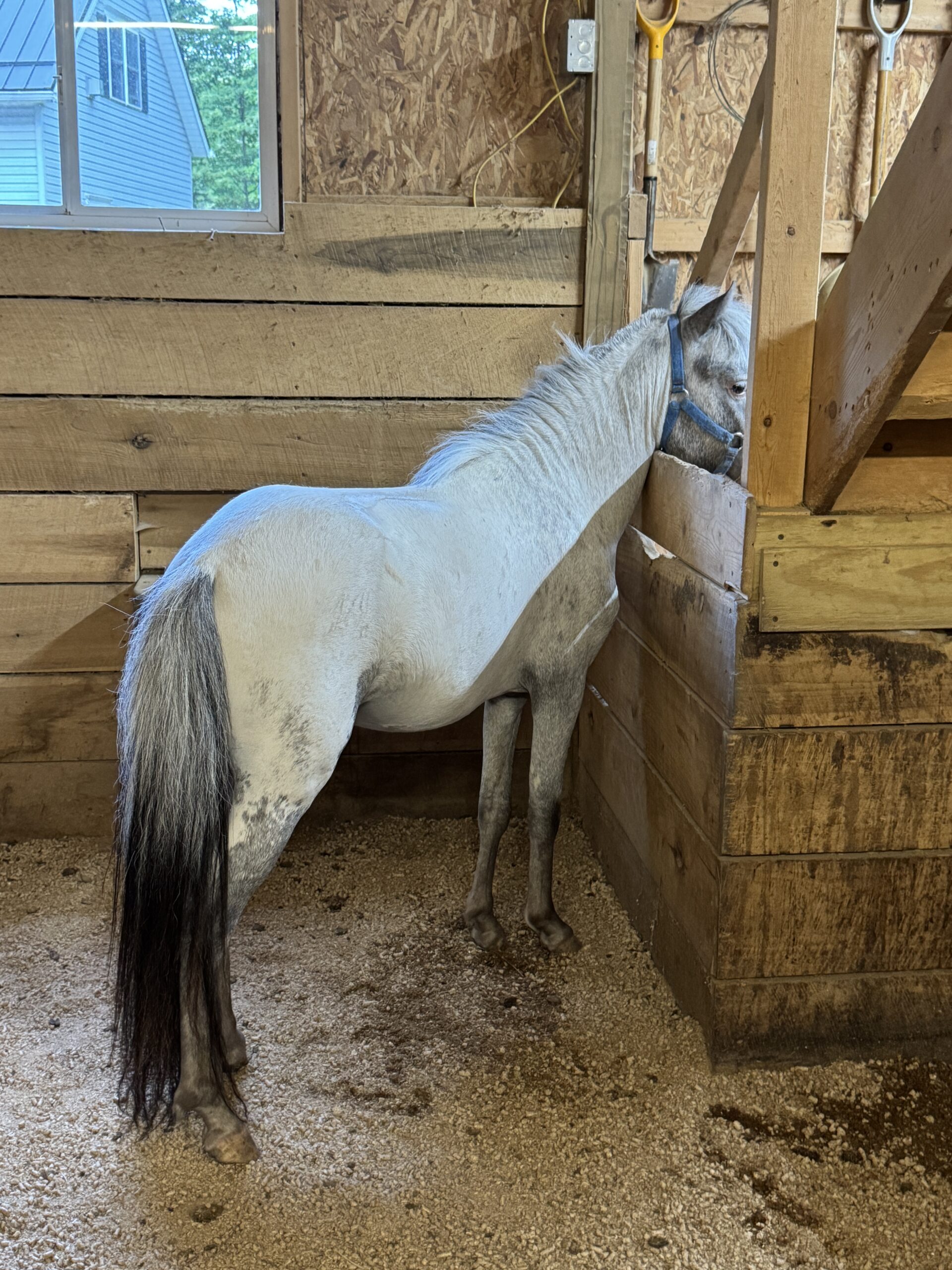 Rare Few Spot Falabella Miniature Stalli, 3yo Falabella stallion, 3-year oldhh