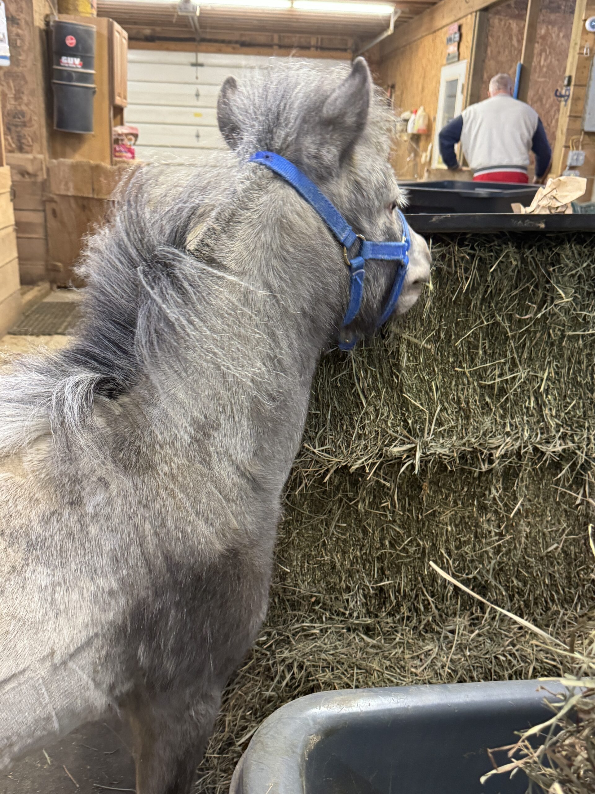 Rare Few Spot Falabella Miniature Stalli, 3yo Falabella stallion, 3-year oldhh