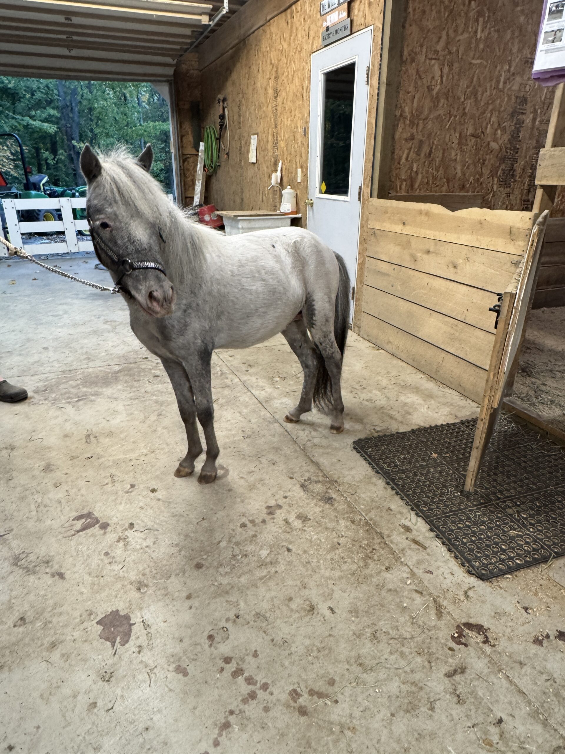 Rare Few Spot Falabella Miniature Stalli, 3yo Falabella stallion, 3-year oldhh
