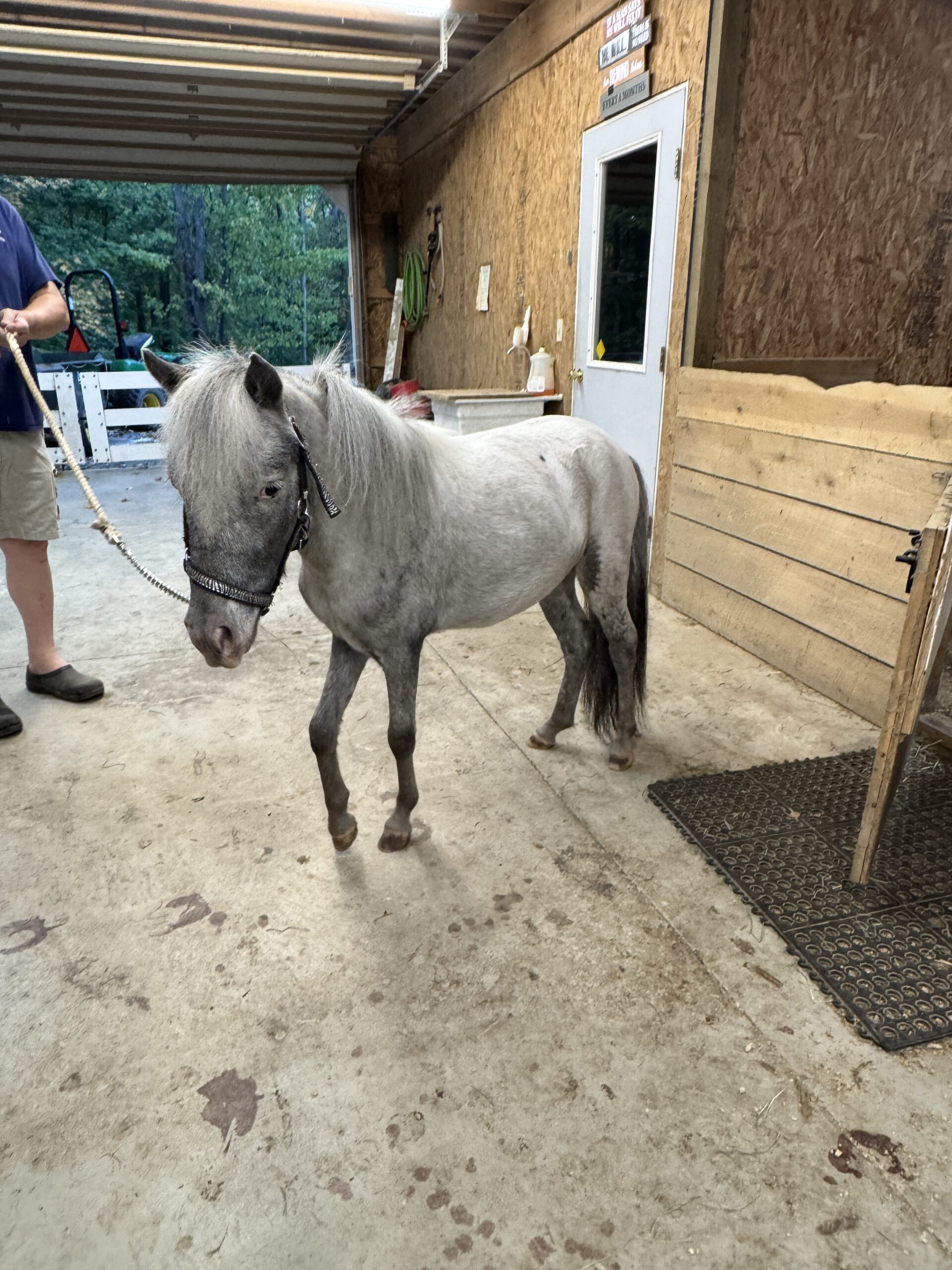 Rare Few Spot Falabella Miniature Stalli, 3yo Falabella stallion, 3-year oldhh