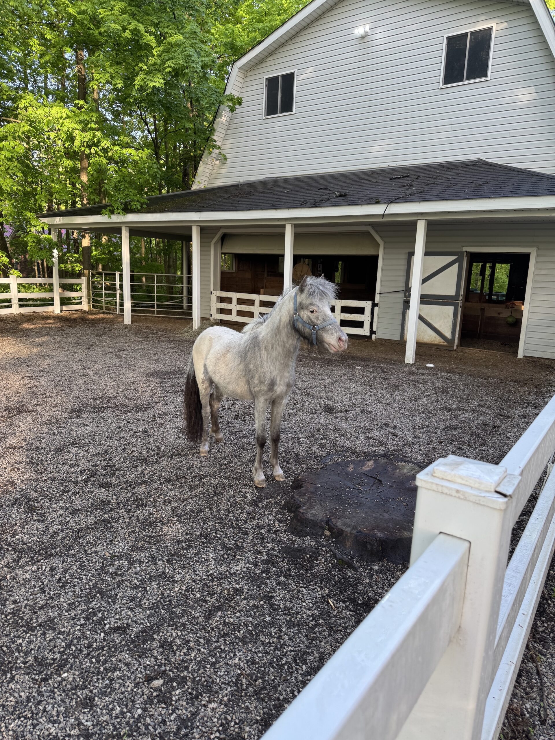Rare Few Spot Falabella Miniature Stalli, 3yo Falabella stallion, 3-year oldhh
