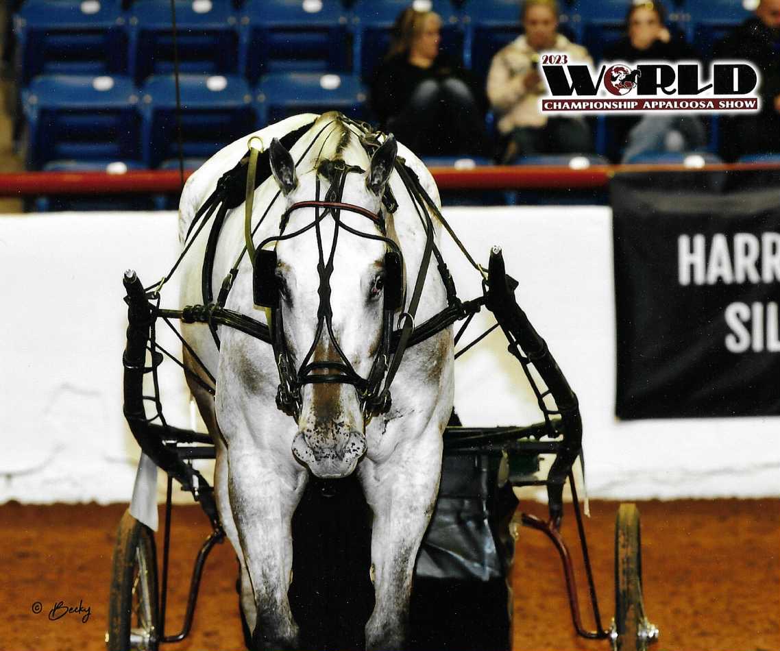 Dugan, 13yo Appaloosa gelding, 16.1hh
