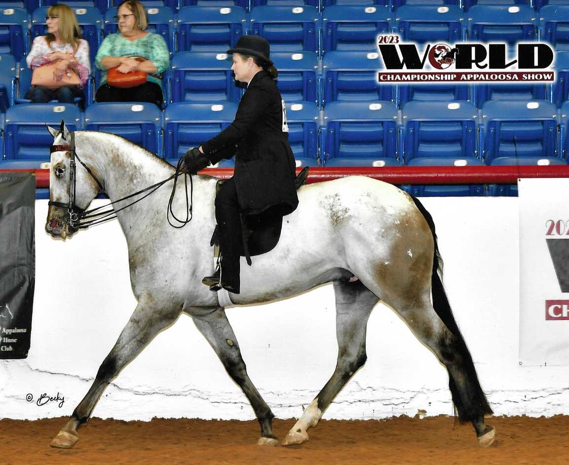 Dugan, 13yo Appaloosa gelding, 16.1hh