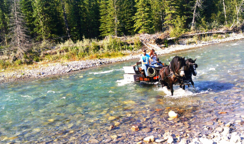 GHHH L.V'S AQUILO OF SPIRIT (Bond), 9yo Gypsy Vanner Horse gelding, 14.2hh