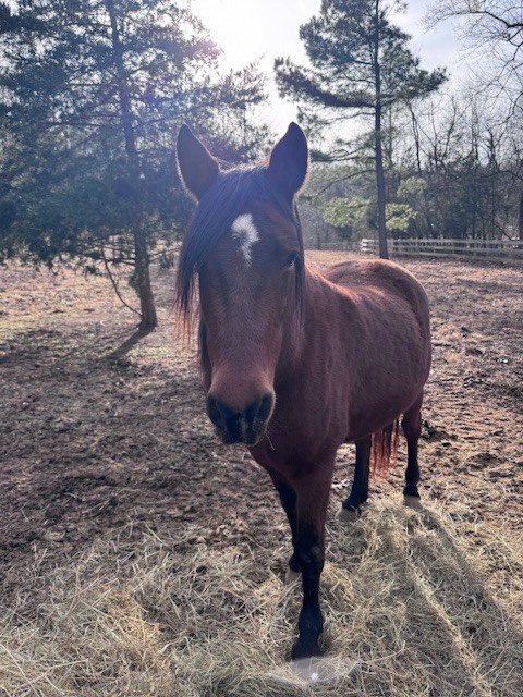Champagne Problems, 21yo Morgan mare, 14.3hh