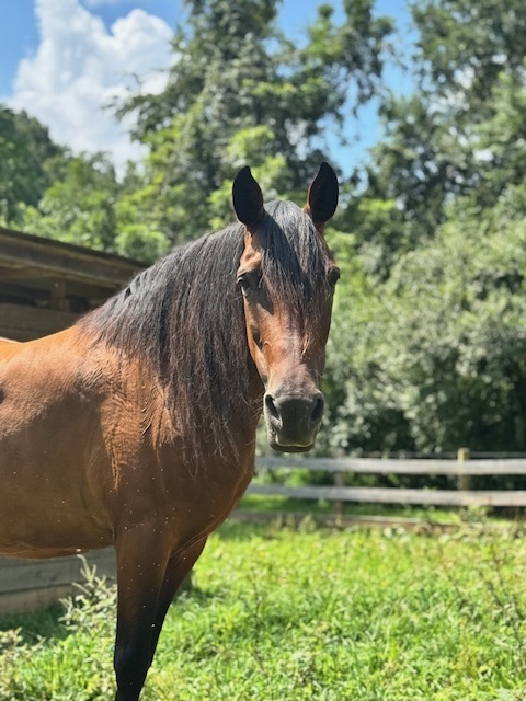 Champagne Problems, 21yo Morgan mare, 14.3hh