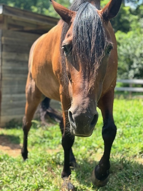 Champagne Problems, 21yo Morgan mare, 14.3hh