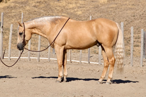 AFTERSHAVE, 11yo AQHA Quarter Horse gelding, 14.3hh