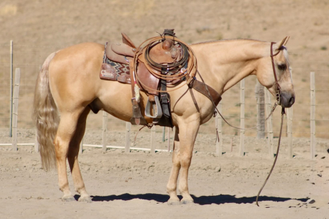 AFTERSHAVE, 11yo AQHA Quarter Horse gelding, 14.3hh