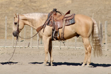 AFTERSHAVE, 11yo AQHA Quarter Horse gelding, 14.3hh