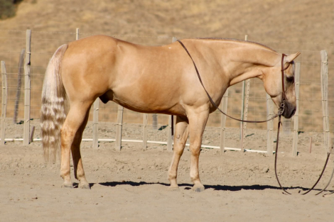 AFTERSHAVE, 11yo AQHA Quarter Horse gelding, 14.3hh