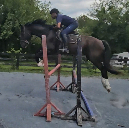 Texas, 6yo Shire Horse Thoroughbred Cross gelding, 17.1hh