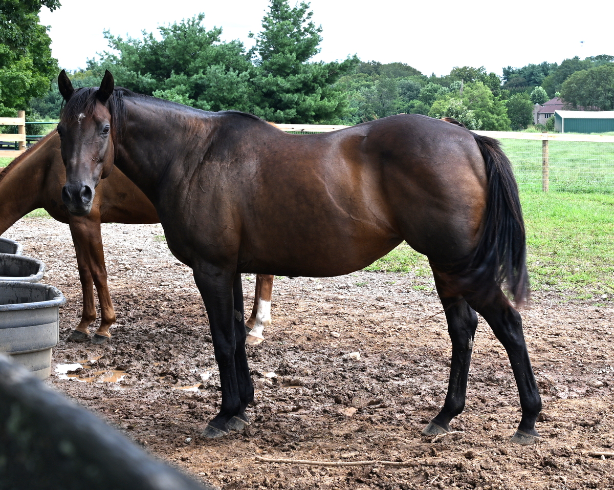 Lee J Ribs (Jaylee), 18yo Thoroughbred mare, 15.3hh