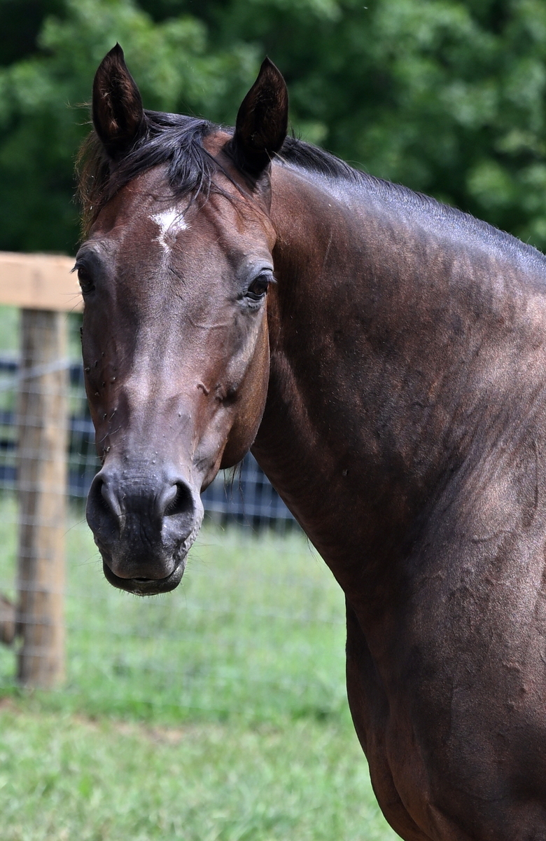 Lee J Ribs (Jaylee), 18yo Thoroughbred mare, 15.3hh