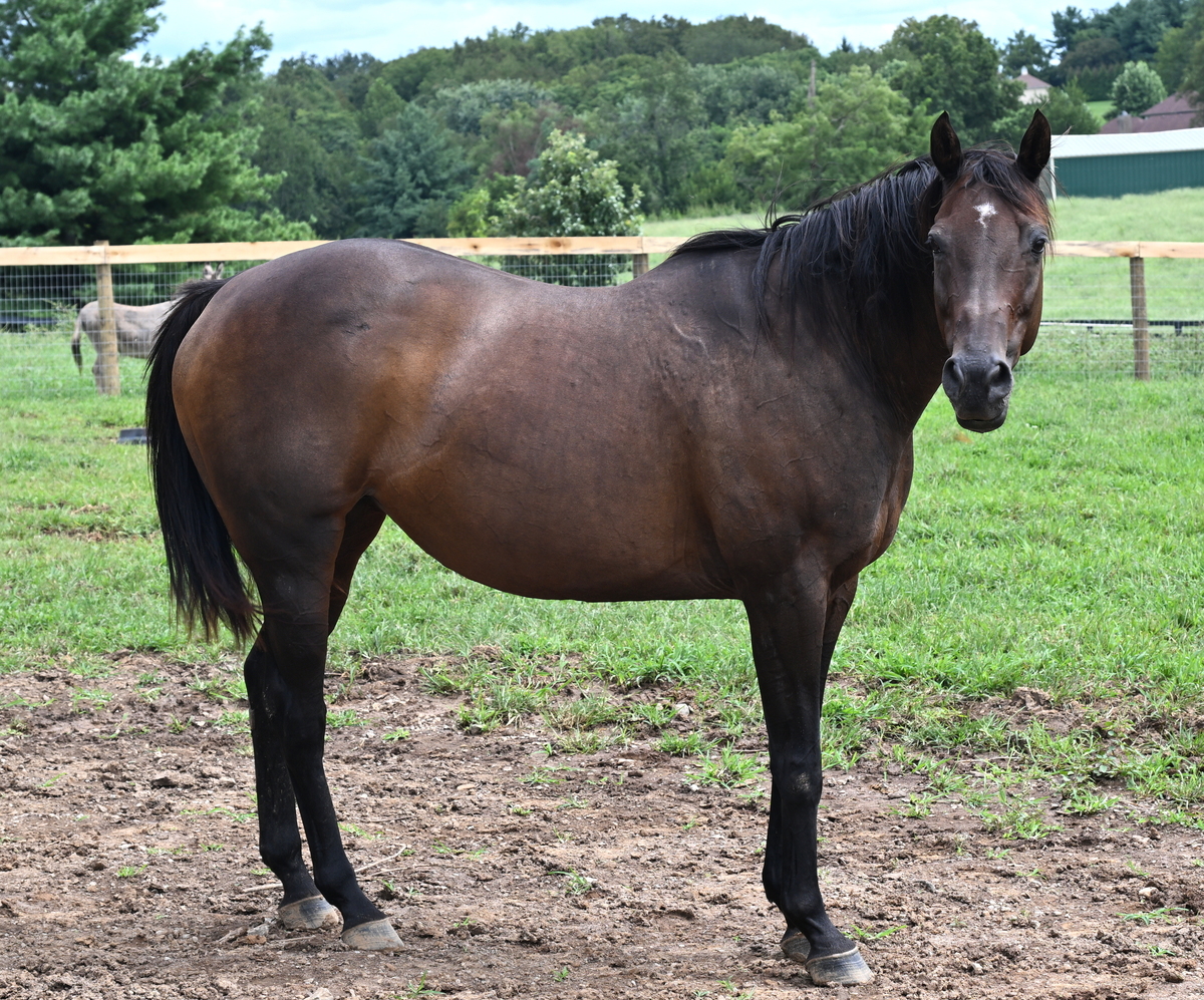Lee J Ribs (Jaylee), 18yo Thoroughbred mare, 15.3hh