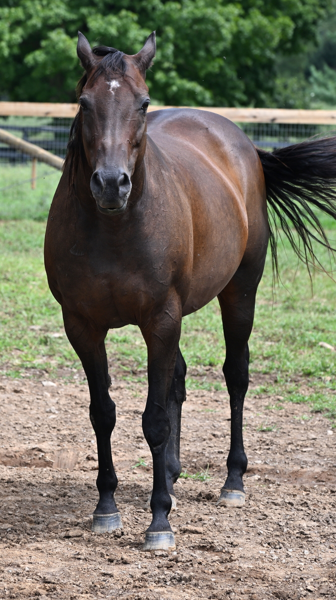 Lee J Ribs (Jaylee), 18yo Thoroughbred mare, 15.3hh