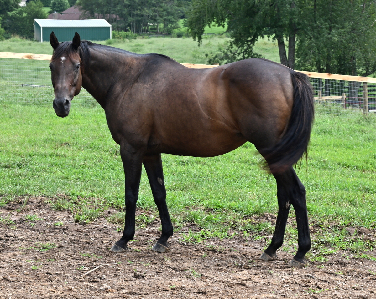 Lee J Ribs (Jaylee), 18yo Thoroughbred mare, 15.3hh