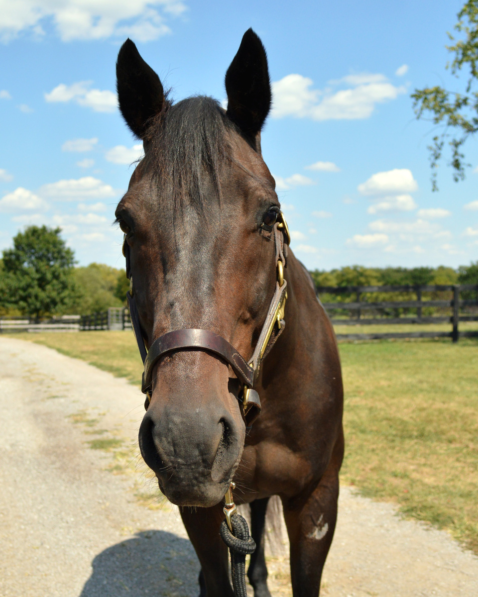 Sleepless Knight (Valor), 20yo Thoroughbred gelding, 16.1hh
