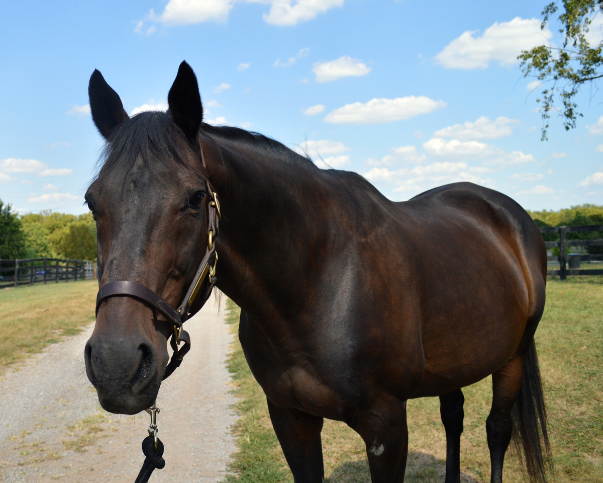 Sleepless Knight (Valor), 20yo Thoroughbred gelding, 16.1hh