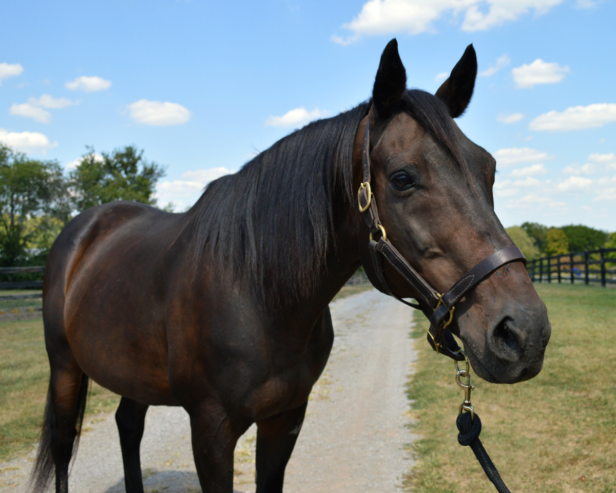 Sleepless Knight (Valor), 20yo Thoroughbred gelding, 16.1hh