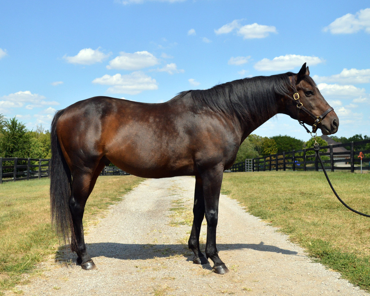 Sleepless Knight (Valor), 20yo Thoroughbred gelding, 16.1hh