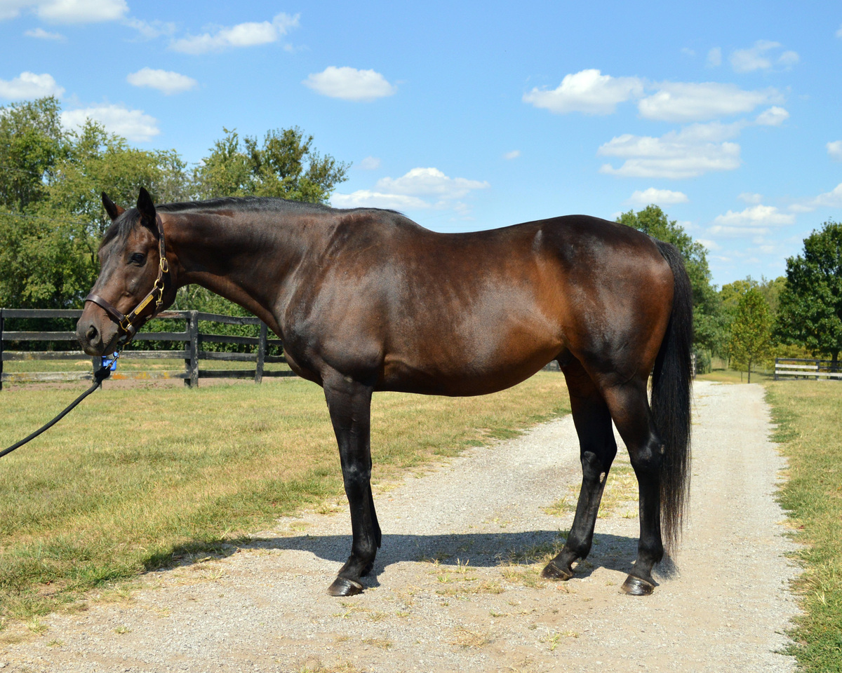 Sleepless Knight (Valor), 20yo Thoroughbred gelding, 16.1hh