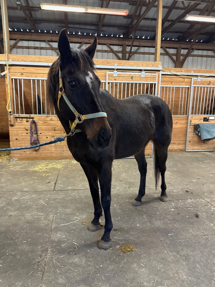 Loki - The Sundrop Kid, 14yo Thoroughbred gelding, 16.0hh