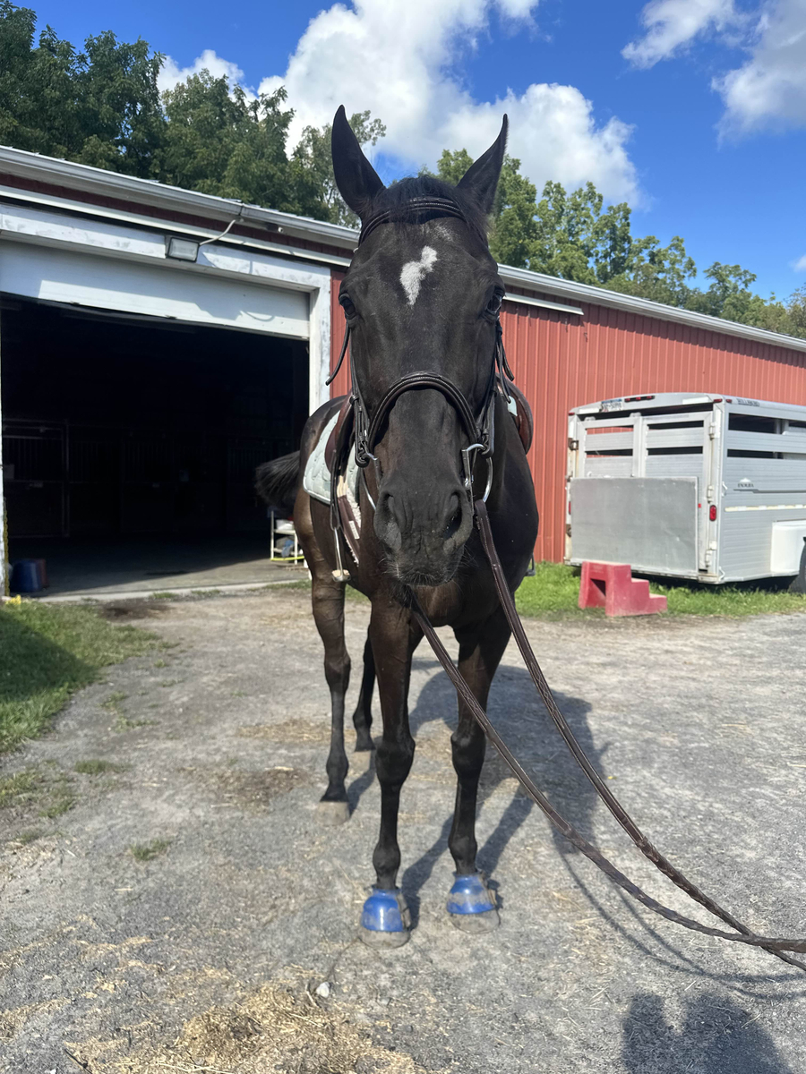 Loki - The Sundrop Kid, 14yo Thoroughbred gelding, 16.0hh