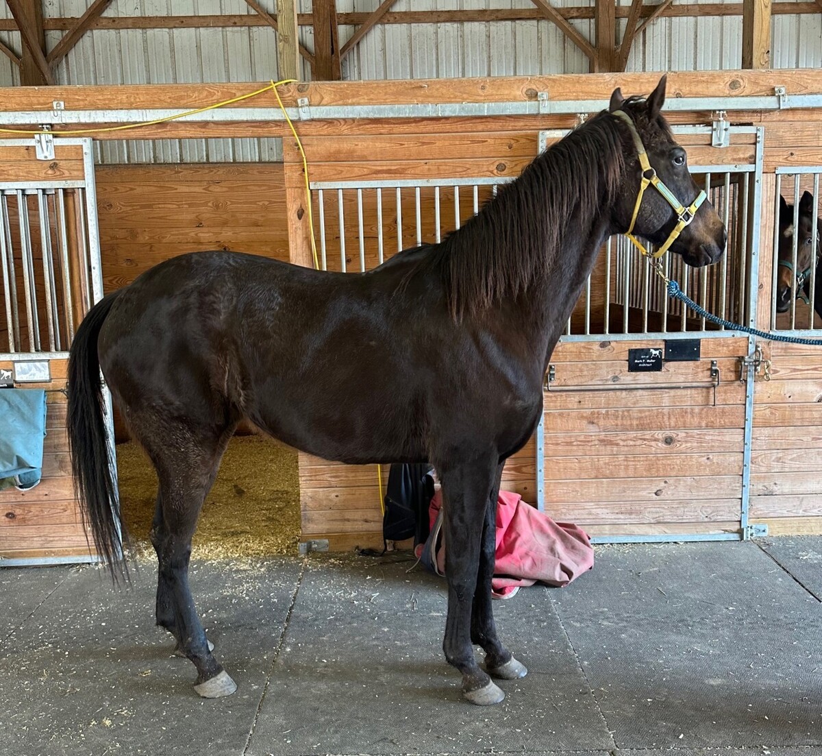 Loki - The Sundrop Kid, 14yo Thoroughbred gelding, 16.0hh