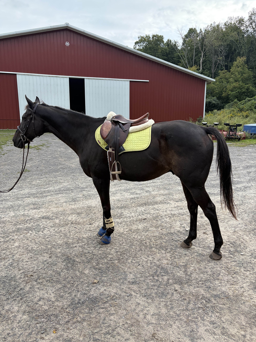 Loki - The Sundrop Kid, 14yo Thoroughbred gelding, 16.0hh