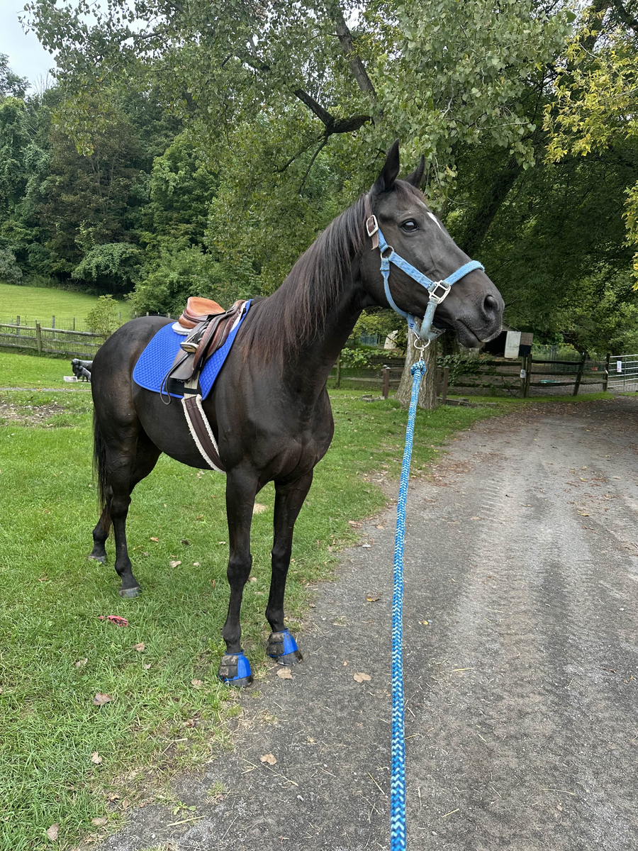 Loki - The Sundrop Kid, 14yo Thoroughbred gelding, 16.0hh