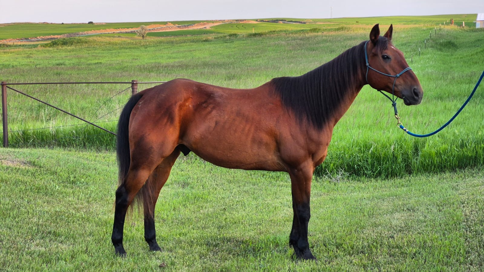 Buddy, 13yo Quarter Horse gelding, 15.1hh