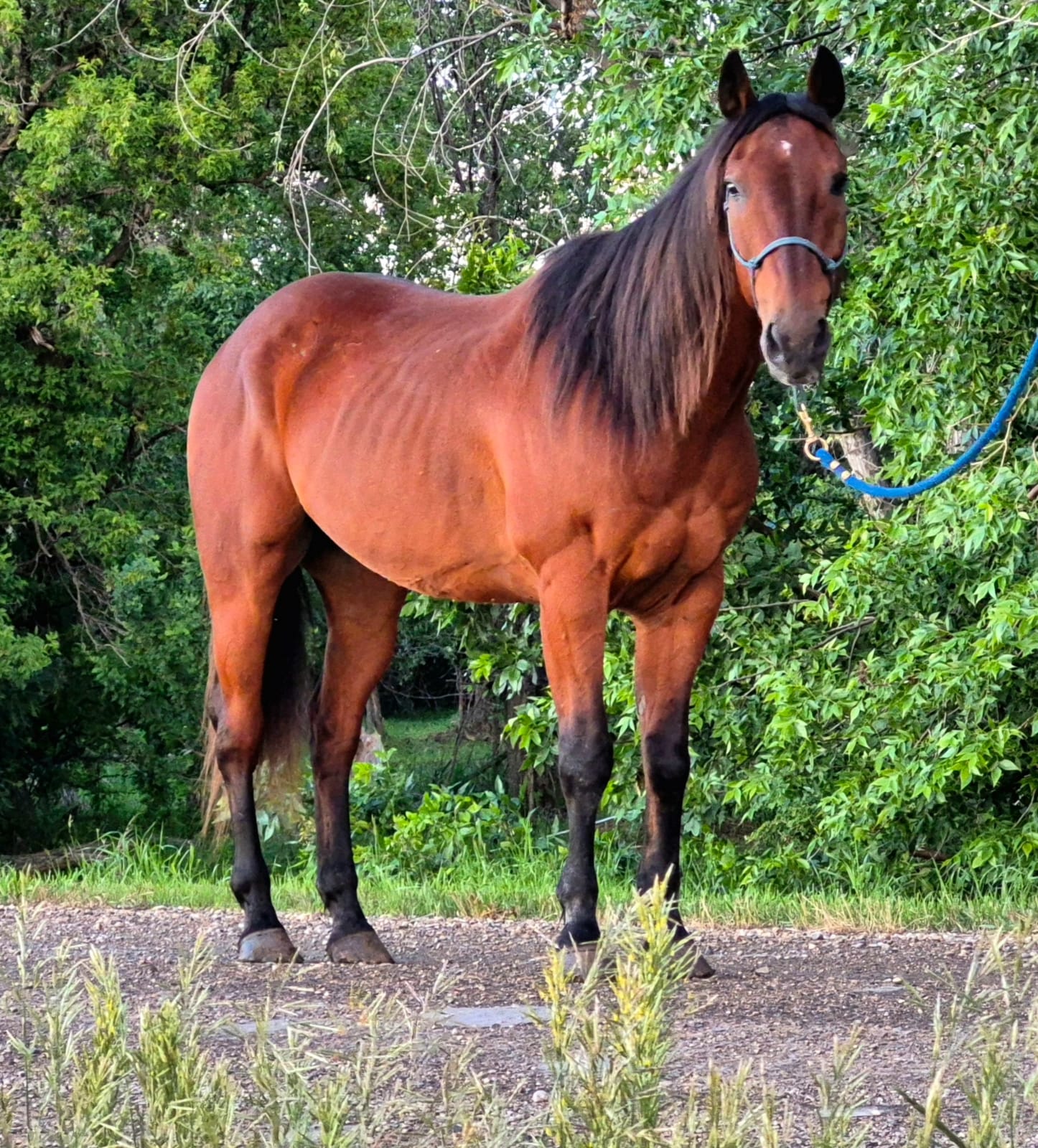 Buddy, 13yo Quarter Horse gelding, 15.1hh