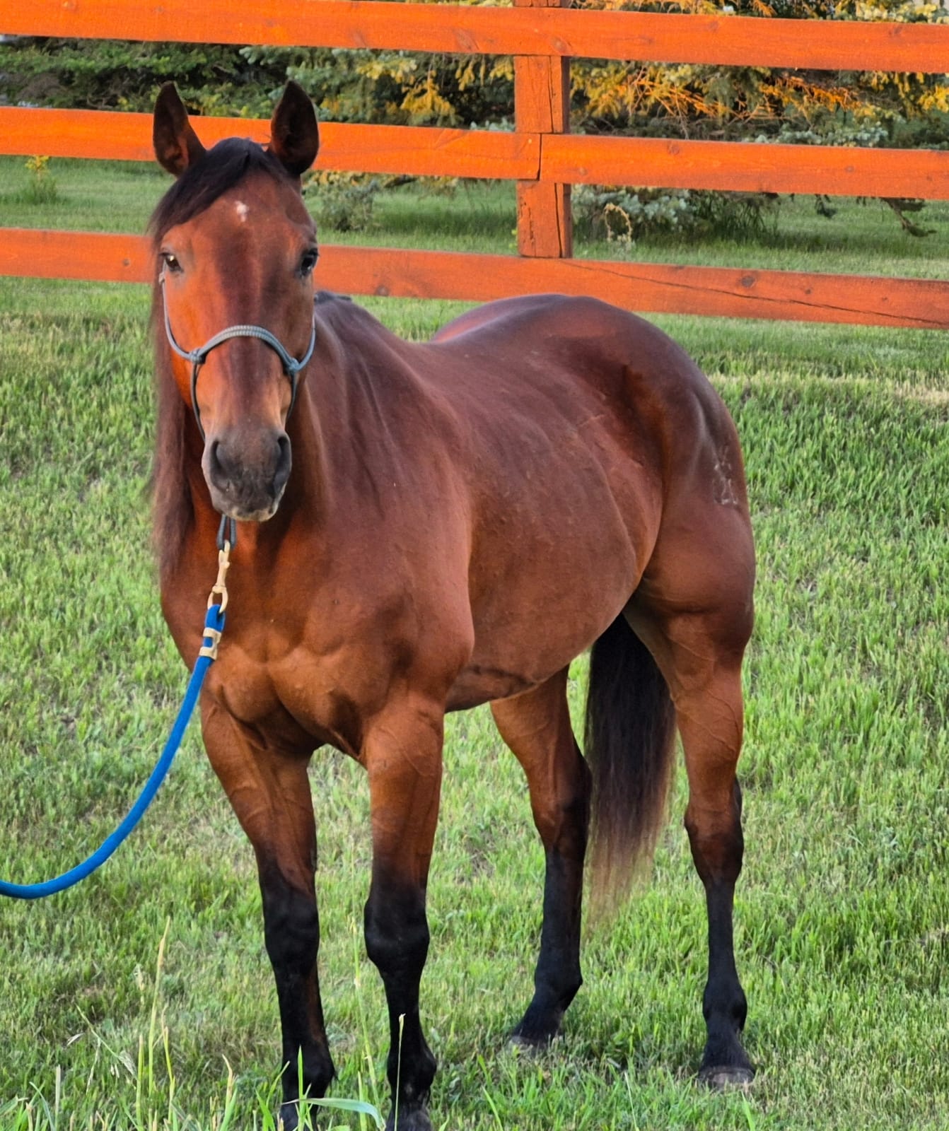 Buddy, 13yo Quarter Horse gelding, 15.1hh