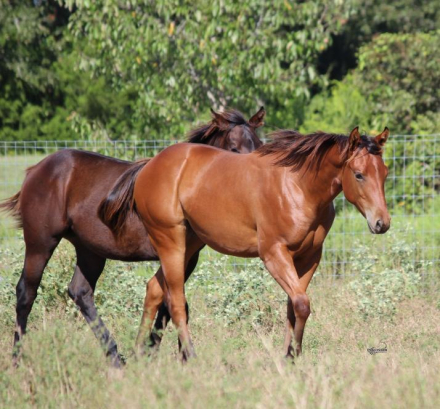 Callie, APHA Paint filly foal