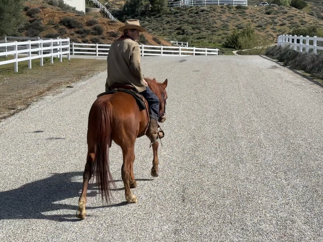 Sage, 11yo Quarter Horse mare, 14.3hh